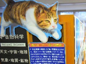 来館者アップへ　図書館の「ねこ館長」を公募