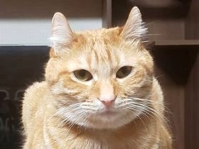 野良で生まれた茶トラの子猫　穏やかに成長、ボス争いの仲裁役に