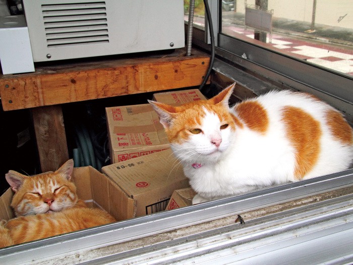 招き猫業務中のハナコ（右・♀）とドン（♂） 