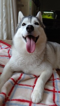 大きくなっても天真爛漫な笑顔は健在！（提供：チビちゅけさん🍥さん）
