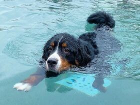 インコのお世話もしちゃうのさ、すい～　バーニーズマウンテンドッグ「ダンロ」