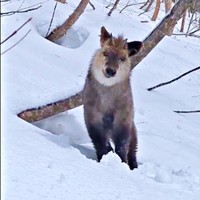 カモシカがこちらをじっと見つめています（画像提供：少年さん）