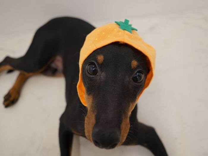 かぶり物も着こなすだて男（提供：お母さん）