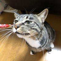 ちびちゅけくん、ちゅーる大好き♡