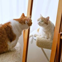 「これは誰？」 鏡をみつめるDecoくん（画像提供：ようめいさん）