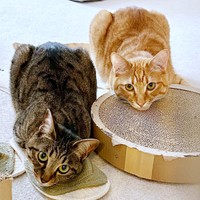 甘えん坊のシャオリーちゃん、食いしん坊のディオくん（画像提供：ごんねこさん）