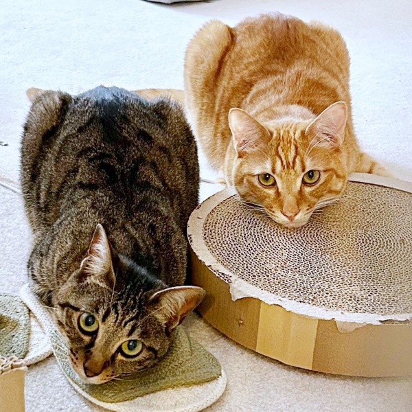 甘えん坊のシャオリーちゃん、食いしん坊のディオくん（画像提供：ごんねこさん）