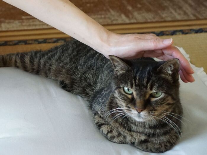 ニャン、元気でいてね！