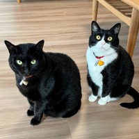 シュッとしたたたずまいも素敵な（左から）くうちゃん、はちちゃん（画像提供：hachi_quuさん）