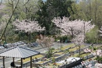 東屋がシンボルになっている区画の春の風景