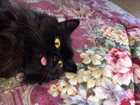 舌ペロ、おどけた表情が可愛い