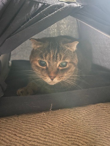 テント風猫ベッドが隠れ家（しんごさん提供）