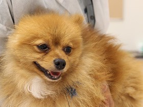 殺処分ゼロへ、意識を変えて　大阪に動物愛護管理センター