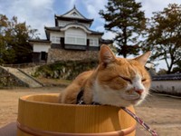 備中松山城の猫城主「さんじゅーろー」／提供：高梁市観光協会