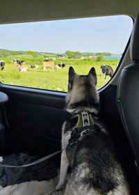 車中から牛を眺めるムイちゃん（画像提供：ムイさん）