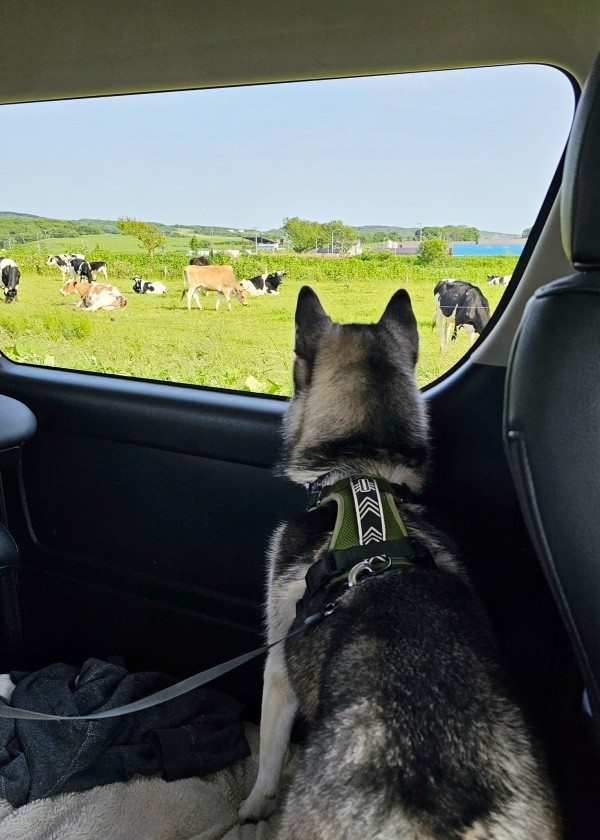 車中から牛を眺めるムイちゃん（画像提供：ムイさん）