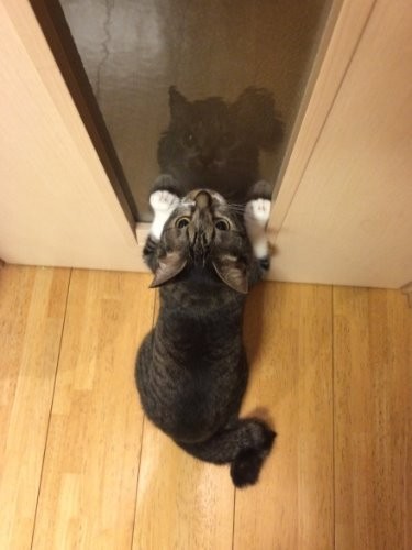 何をたくらんでいるの？「曲がったシッポで幸せをひっかけるの」