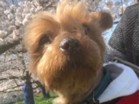 家族と暮らしたいな　「パナソニック保護犬猫譲渡会」に参加予定の犬（４）