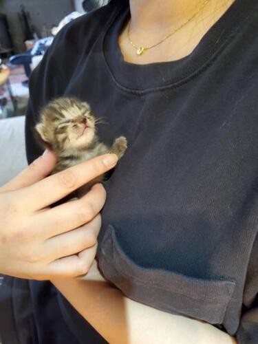 家にきたころの「ニコ」