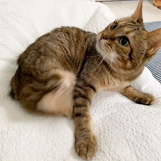 発症して輸血等を続けるなか、延命させてるだけ？と悩んだtekoさんを励ましたのは海外のがん患者（ホリー）の遺書でした。「献血への感謝」が綴られて背中を押されたそうです