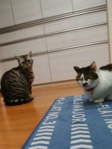 居間で遊ぶはなとミント（京子さん提供）