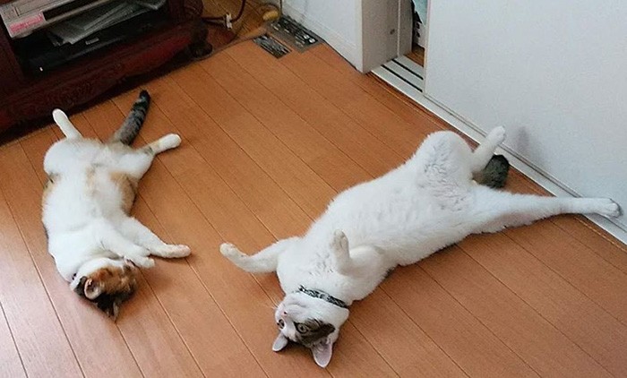 「猫には猫の良さがある」と千恵子さん。コナンは神経質で猫との同居は難しかったそうだ（知恵子さん提供）