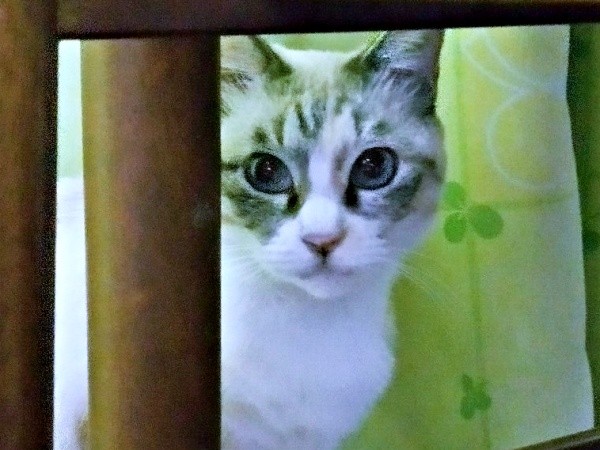 2025年10月29日、物陰からチラッとのぞくテトちゃん（画像提供：テトにゃんさん）