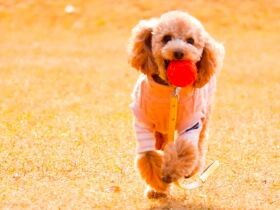 寝ている時も離さない！　ボール大好き！ボール命！！なトイ・プードルの「ここ」