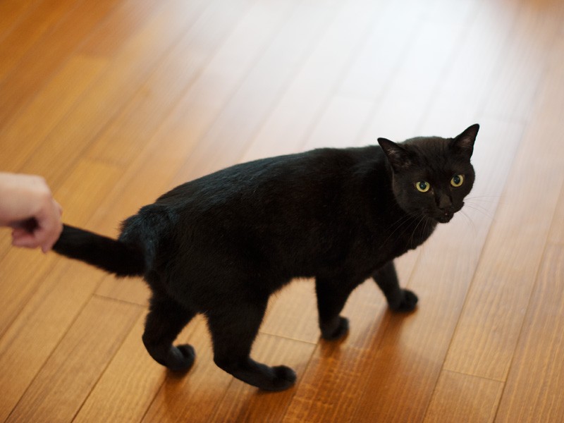 「お母さん、それは携帯ストラップじゃないから、むやみに引っ張らないで」（小林写函撮影）