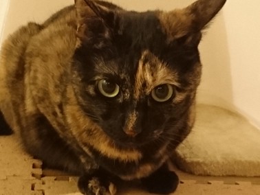 猫はトイレ以外でも用を足す！？　なんと、あの場所で…