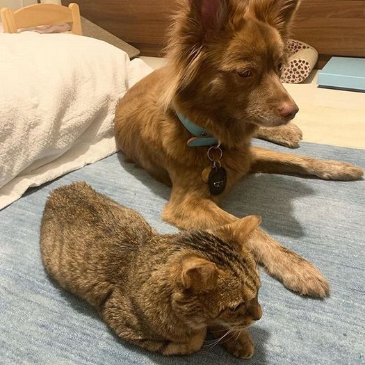 めめの具合が悪い時、寄り沿っていたクリパ　