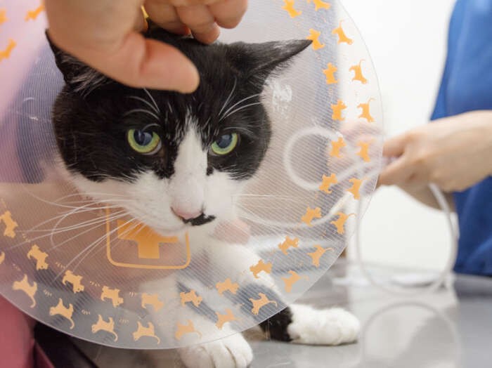 「首のまわりに、オレンジのワンコがいっぱい。おっさんとしては、こんな恥ずかしいもの付けたくないな」（小林写函撮影）