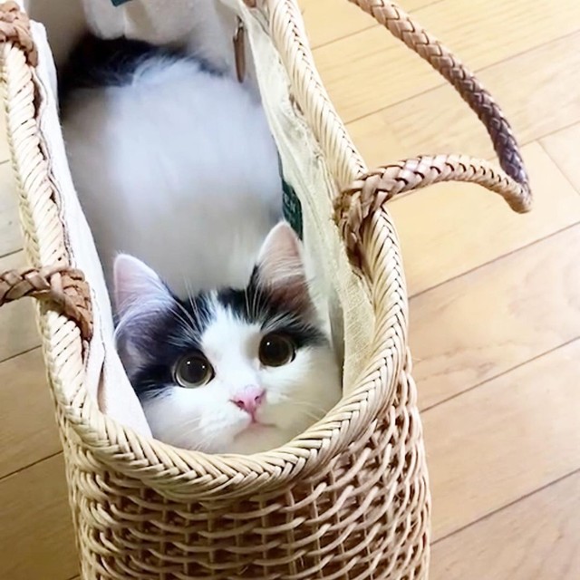 かご入り娘＝pan.chanchiさん提供