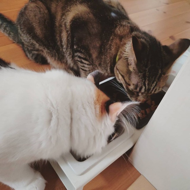 仲良く一緒にごはんを食べられるように