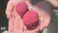 高松市の研究所が国産ライチの生産性向上に成功