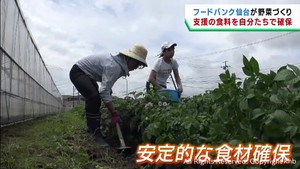 フードバンク仙台が野菜作り　寄付減少で自ら食料を確保