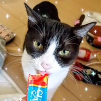 おなじみチュールには目がない