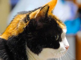 不思議のアリス１９歳「今も猫タワーに駆け上るわよ」