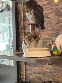置物と同化して置物と勘違いされるフクロウさん（提供：cafeふれあいtorikagoさん）