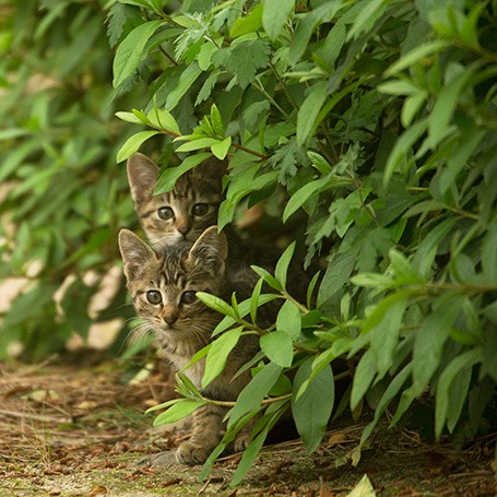 緑の葉に隠れる子猫たち（撮影・沖昌之／白夜書房提供）