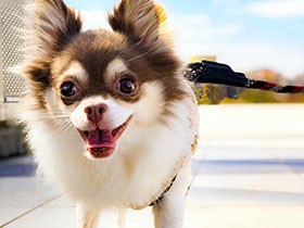 秋の涼しさを感じに朝のお散歩　チワワの「ちゃちゃマロ」