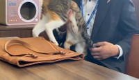 ひざの上から机に戻そうとしても、ひざに戻ろうと抵抗「帰れない…笑」（「しまや出版 癒し課」提供、Xよりキャプチャ撮影）