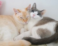 同居猫のすず香ちゃんに、いつも寄り添っています（提供：忍者猫チャコたん&すず香さん）