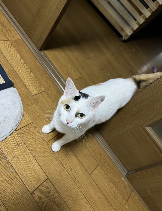 見つめるごまちゃん（提供写真）