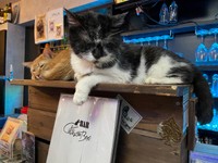 まもなく２１歳を迎える最長老の黒兵衛くん（「Cats in the Box.」さん提供）