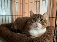 福々とした幸せ猫さんになりました