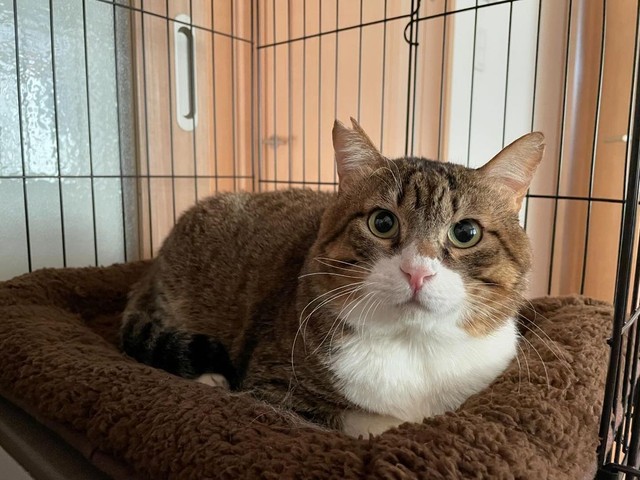 福々とした幸せ猫さんになりました