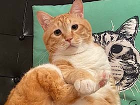 孫の手、アロマ　ぐぴ流シチュエーション別「猫の“足”活用術」