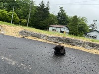 小雨が降る朝、アスファルトの上で動けなくなっていた小さな子猫（「【公式】カルルス温泉 鈴木旅館」さん提供）