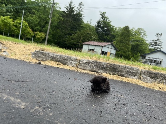小雨が降る朝、アスファルトの上で動けなくなっていた小さな子猫（「【公式】カルルス温泉 鈴木旅館」さん提供）